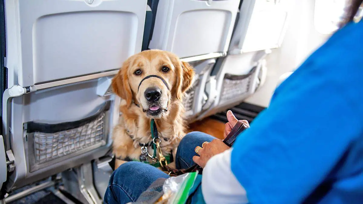 PERRO GUIA EN AVION